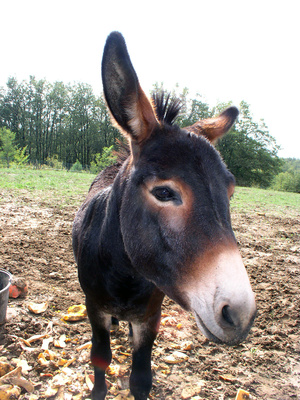 donkey image